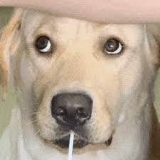 火狐电竞app全站登录 小さな入り江の壊れた村にはまだ兵士のグループが立っています